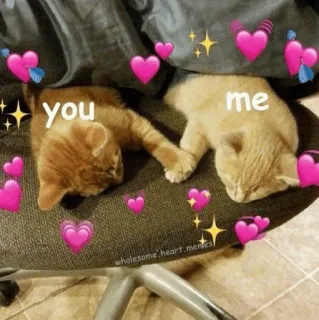 ❤️ you me gatti, amore, cuori, adorabile, meme, animali, animali domestici telegram sticker