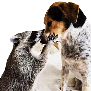 😙 mapache, perro, amistad, animales, lindo, mascota telegram sticker