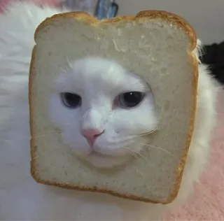 🤍 gatto, pane, animale, carino, bianco, animale domestico telegram sticker