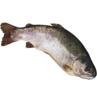 🐡 рыба, животное, еда, форель, море telegram sticker