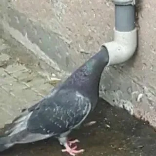 🤭 bird, pigeon, stuck, animal, funny whatsapp sticker