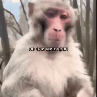 🐵 не эли миня рап mono, animal, meme, texto whatsapp sticker