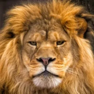 😒 leão, animal, retrato, gato, juba telegram sticker