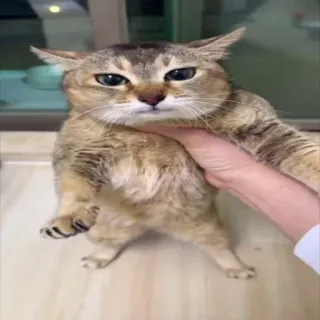 🐰 gatto, animale domestico, animale, domestico, carino telegram sticker