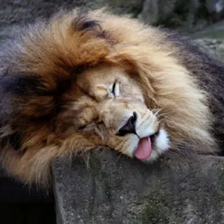 🤪 leone, dormire, animale, fauna selvatica, gatto, lingua, pigro telegram sticker