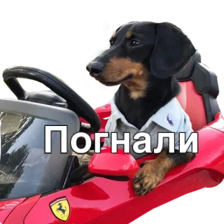 🚗 Погнали dog, car, driving, funny, animal whatsapp sticker