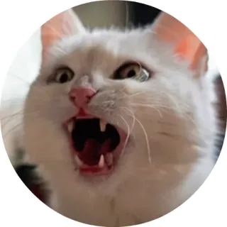 😙 chat, colère, mème, blanc, crier, dents telegram sticker