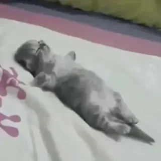 😔 고양이, 새끼 고양이, 자는, 동물, 애완 동물, 귀여운 telegram sticker
