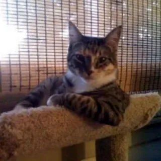 😳 gatto, felino, gatto domestico, animale domestico, animale telegram sticker