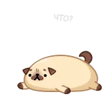 🤨 ЧТО? мопс, собака, русский, вопрос, удивлен telegram sticker