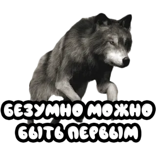 🥇 безумно можно быть первым lupo, animale, russo, testo, sticker telegram sticker