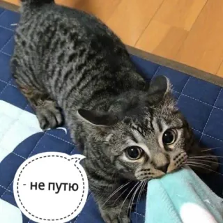 😬 не путю gatto, animale, carino, animale domestico, giocoso whatsapp sticker