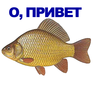 🐠 poisson, animal, faune, aquatique whatsapp sticker