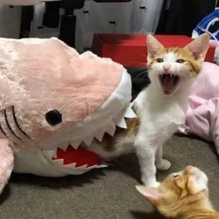 🥶 Katze, Hai, Stofftier, Kätzchen, spielerisch, Tier whatsapp sticker