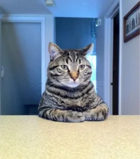 😐 gatto, gatto domestico, felino, animale, animale domestico, gatto tigrato telegram sticker