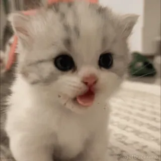 😐 getbucknino gatinho, gato, animal, animal de estimação, fofo, bebê whatsapp sticker