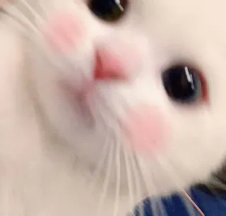 😩 gato, gatito, lindo, blanco, mascota, animal telegram sticker