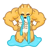 😭 doge, spier, huilen, meme, gespierd, verdrietig, humor, grappig whatsapp sticker