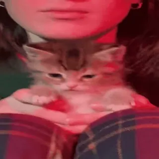 🐈 кот, котёнок, милый, домашнее животное, животное whatsapp sticker