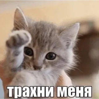 💖 трахни меня Katze, Kätzchen, Tier, süß, lustig, russisch telegram sticker