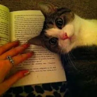 😌 cat, reading, book, pet, animal, domestic cat telegram sticker