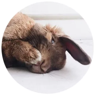 😄 bunny, rabbit, animal, pet, cute, brown rabbit telegram sticker