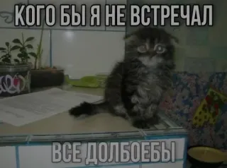 🫵 КОГО БЫ Я НЕ ВСТРЕЧАЛ
ВСЕ ДОЛБОЕБЫ chat, chaton, langage offensant, russe, animal, mème telegram sticker