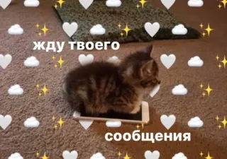 meow :: @fStikBot telegram stickers