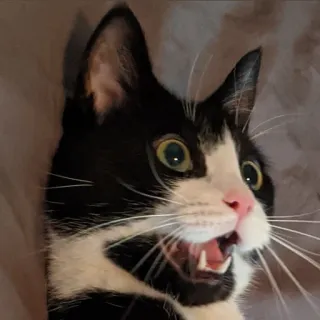🤩 cat, tuxedo cat, pet, animal, surprise, funny, domestic cat whatsapp sticker