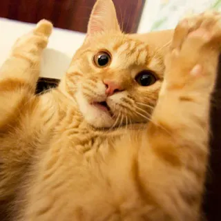 🙌 cat, animal, orange, pet, funny, cute telegram sticker