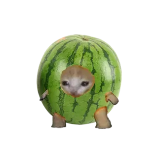 ❤️ cat, watermelon, fruit, animal, meme telegram sticker