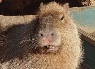 😬 capivara, roedor, animal, fofo, mamífero whatsapp sticker