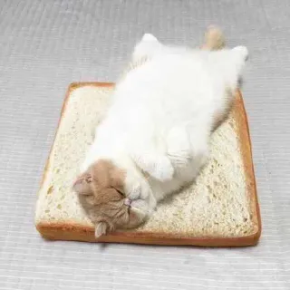 😴 gatto, pane, dormire, animale, cibo, divertente, carino, toast whatsapp sticker