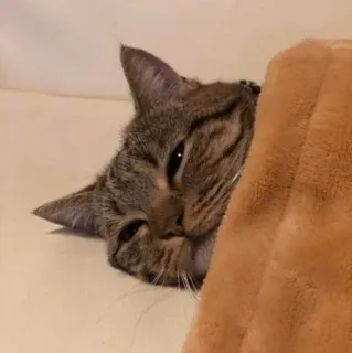 ⚡️ gato, dormilón, atigrado, animal, mascota, lindo telegram sticker
