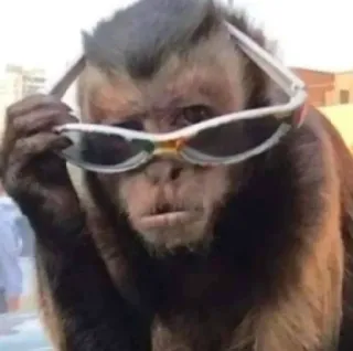 😎 małpa, okulary przeciwsłoneczne, zwierzę, fajny, wyluzowany telegram sticker