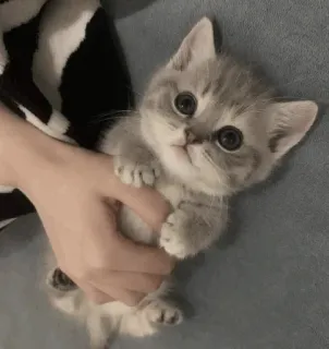 💓 котенок, кошка, милый, животное, питомец, серый whatsapp sticker