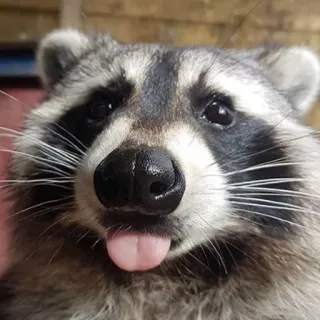 😛 mapache, animal, lindo, lengua, mamífero telegram sticker