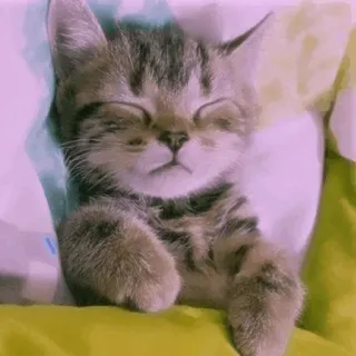 🐾 ลูกแมว, แมว, นอน, สัตว์, น่ารัก, สัตว์เลี้ยง, บ้าน whatsapp sticker