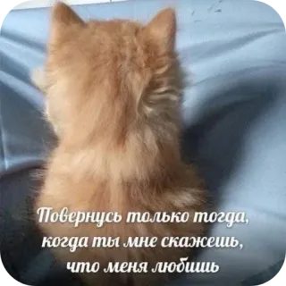 😭 Повернусь только тогда, когда ты мне скажешь, что меня любишь telegram sticker
