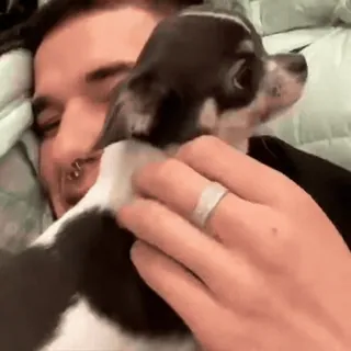 🥰 pies, chihuahua, mężczyzna, zwierzę domowe, przyjaciel whatsapp sticker