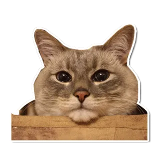 😢 кот, животное, питомец, коробка telegram sticker