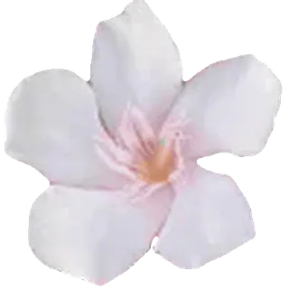 🌸