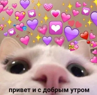 🌞 привет и с добрым утром แมว, หัวใจ, ทักทาย, อรุณสวัสดิ์, น่ารัก whatsapp sticker