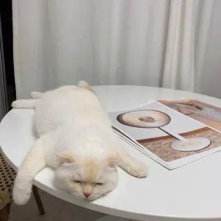 🍋 gatto, dormire, tavolo, animale domestico, pigro, animale domestico whatsapp sticker
