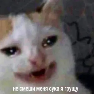 🥲 не смеши меня сука я грущу cat, crying, sad, meme, offensive whatsapp sticker