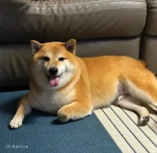 ❤️ IG Balltze shiba inu, dog, pet, animal, cute, happy telegram sticker