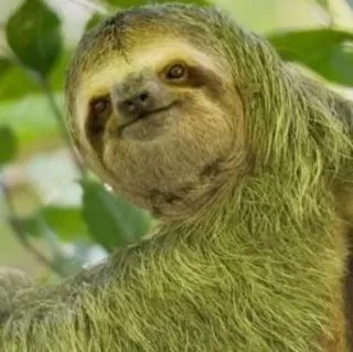 🙂 bradipo, animale, carino, pigro, fauna selvatica, natura, albero telegram sticker