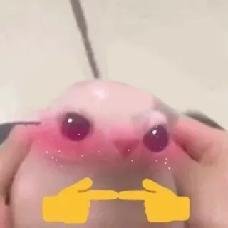 👉 süß, Meme, Finger zeigen, schüchtern, Tier, rosa whatsapp sticker