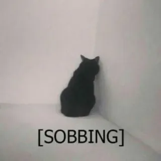 🍥 [SOBBING] gato, soluçando, triste, meme, animal, gato preto telegram sticker