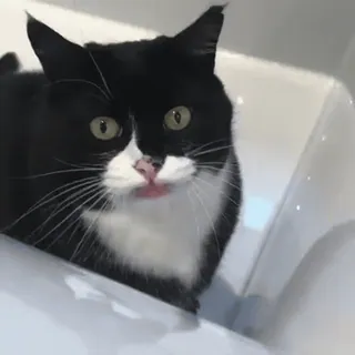 😽 кот, кот смокинг, питомец, животное, милый, ванна whatsapp sticker
